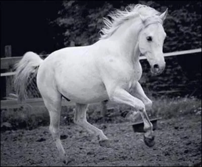 Nous pouvons dire que ce cheval est un :
