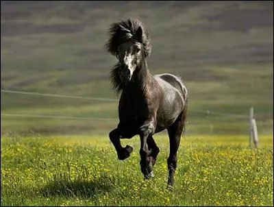 De quelle race est-il ?