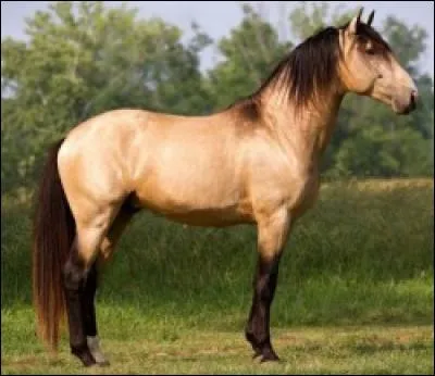 De quelle race est ce cheval ?