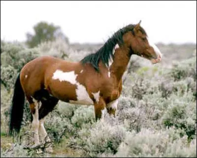 Ce cheval est un :