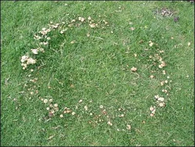 Ces petits cercles des champs semblent magiques, on peut même imaginer qu'ils désignent l'endroit où un trésor serait enfoui. Comment les nomme-t-on ?