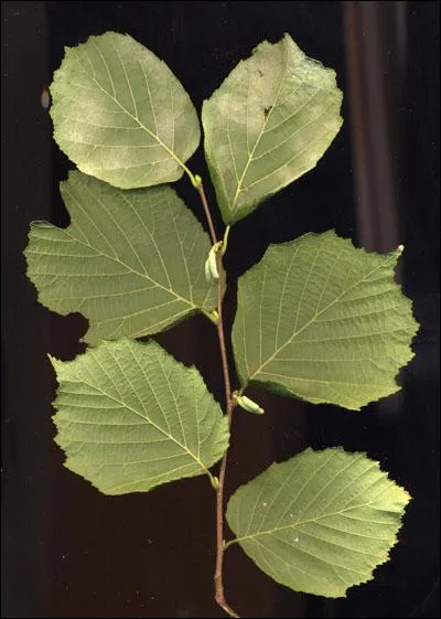 Quel arbuste est dénommé Noisetier des sorcières (en photo le noisetier commun) ?