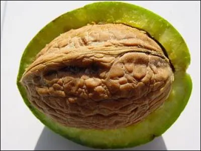 Dans quel roman de la Comtesse de Ségur, la bonne des enfants fait-elle merveille en fabriquant de petites bougies en versant de la cire fondue et une mèche dans des coquilles de noix ?