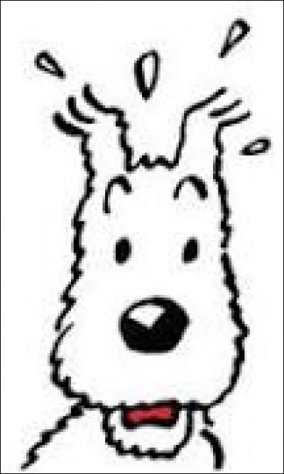 Dans quelle aventure s'est-il encore lancé ? "J'vous jure si ça continue comme ça, je vais partir vivre avec le professeur Tournesol !"
Pauvre Milou, lui qui rêve d'une vie tranquille, c'est raté ! D'ailleurs qui est son maître ?