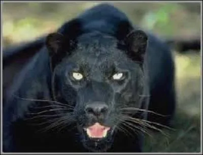 La panth&egrave;re toute noire existe-t-elle vraiment ?