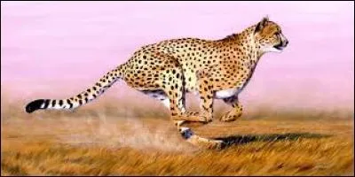 Quel est le f&eacute;lin le plus rapide ?