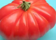 Quiz La tomate