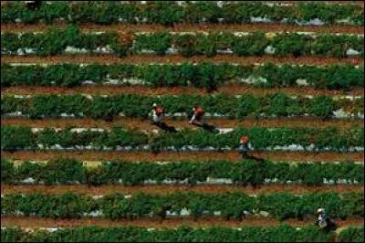 Le Mexique est le premier exportateur mondial de tomates fraîches.
