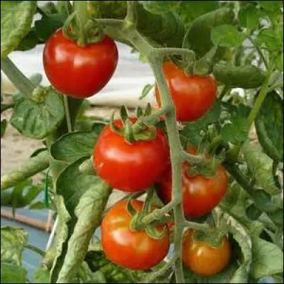 Les Polonais appellent la tomate : "pomidor".