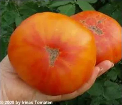 La plus grosse tomate jamais récoltée pesait 2,5 kilogrammes.