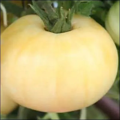 Une tomate est toujours rouge à maturité.