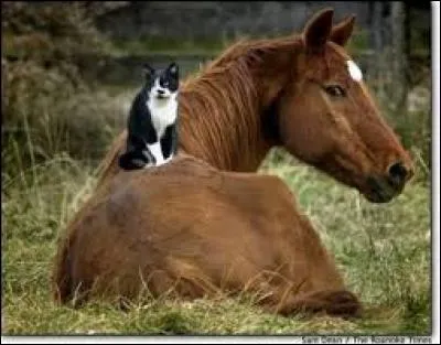 Tu préfères .... animaux