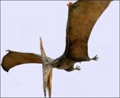 Le pteranodon est un :