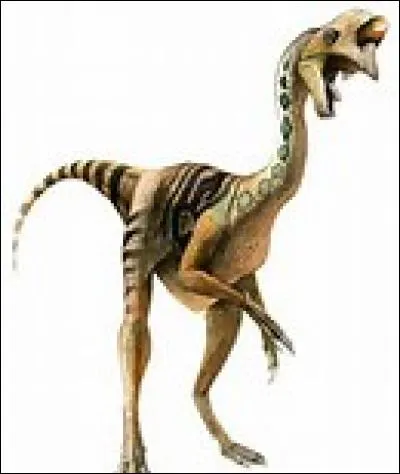 L' oviraptor était couvert de :