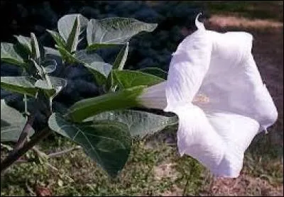 "D" comme "datura". A la base, cette plante est toxique; néanmoins, en l'utilisant de manière mesurée, elle est connue pour ses propriétés :