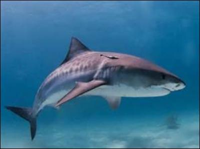 Quel est le requin le plus agressif ?