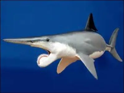 Quel requin préhistorique avait des dents en "scie circulaire" ?