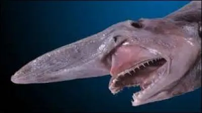 Quel requin abyssal a une mâchoire extensible ?