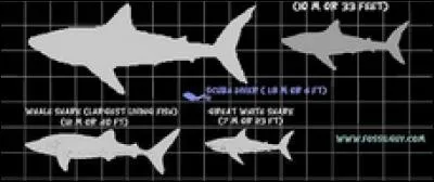 Quel est le plus grand requin qu'il y ait jamais existé ?