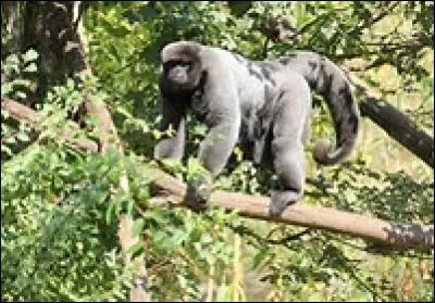 Quel est ce primate ?