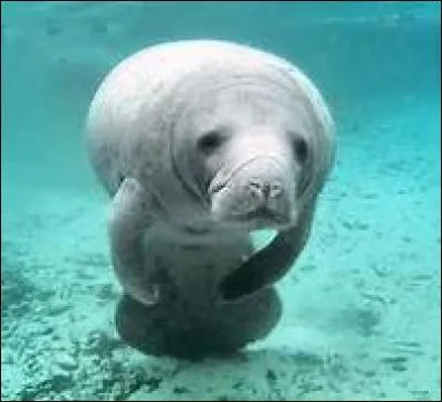 Quel est ce mammifère marin ?