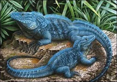 Quel est cet iguane ?