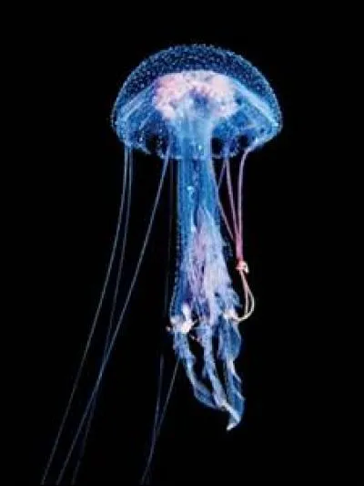 Quel est ce cnidaire ?