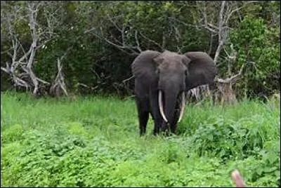 Quel est cet éléphant ?