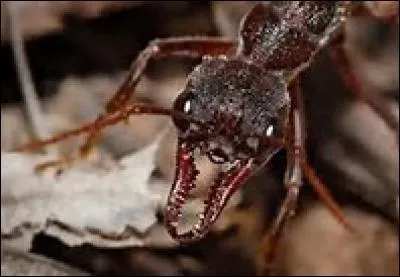 Quelle est cette fourmi ?