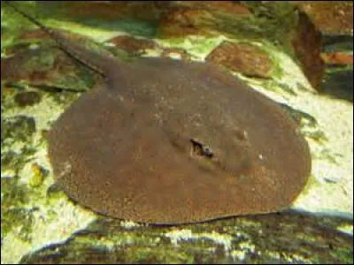 Quelle est cette raie ?