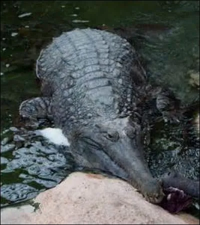 Quel est ce crocodilien ?