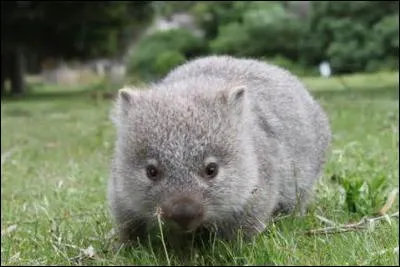 Quel est ce marsupial ?