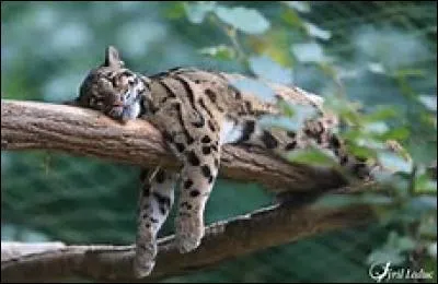 Quel est ce félin ?