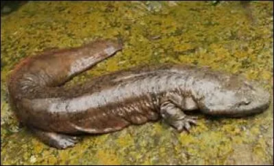 Quel est cet amphibien ?