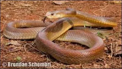 Quel est ce serpent ?