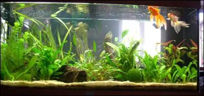 Quel volume minimum faut-il pour qu'un poisson rouge se développe bien ?