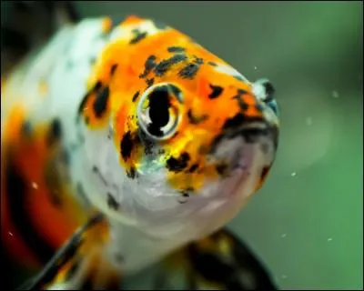 Quelle est la taille du poisson rouge, environ, à l'âge adulte et quel est son temps de vie ?