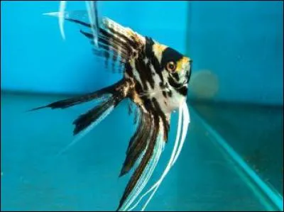 Ce poisson vit dans :