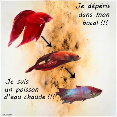 Le poisson combattant vit dans une eau à :