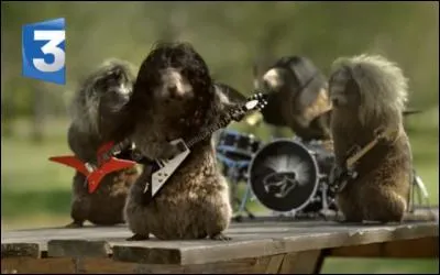 Dialecte d'une région marécageuse poitevine !