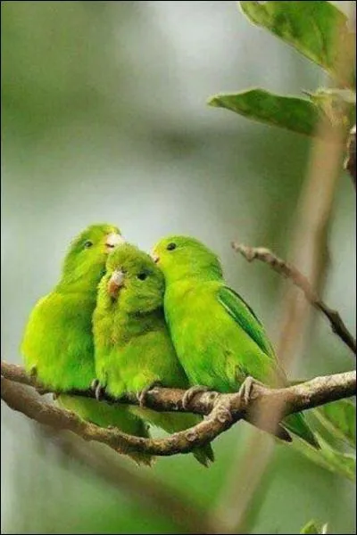 Tumeur qui atteint la partie inférieure des membres des chevaux ou des bovins :