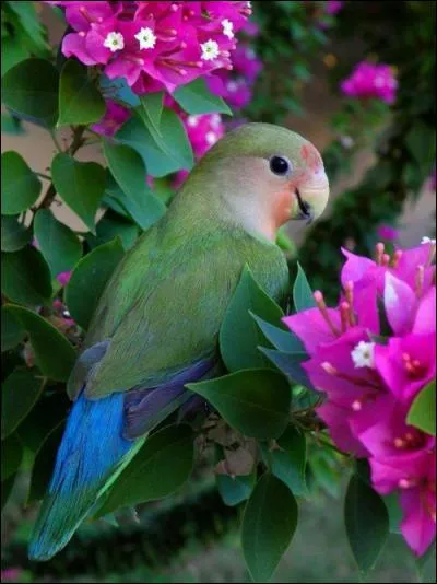 Crier, en parlant de la pie :