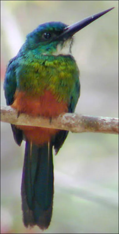 Oiseau insectivore, voisin du martin-pêcheur, au plumage à dominante verte, vivant dans les forêts d'Amérique tropicale, en photo :
