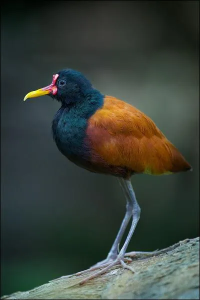 Oiseau échassier d'Amérique tropicale, en photo :