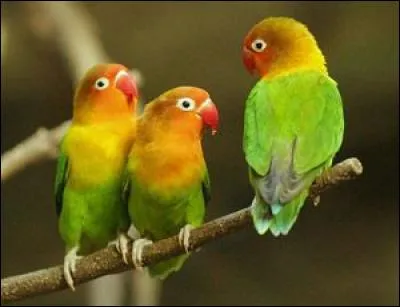 Gentilé du "pays du Soleil levant" :