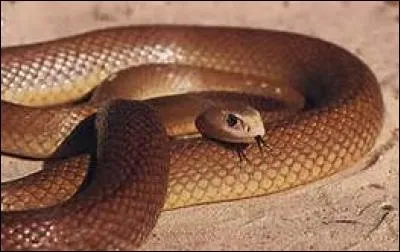 Le taïpan du désert est l'animal le plus venimeux du monde.