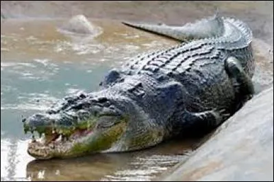 Le plus grand crocodile marin peut mesurer jusqu'à 10 m de long.