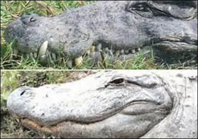 La différence entre un crocodile et un alligator se situe au niveau des dents.