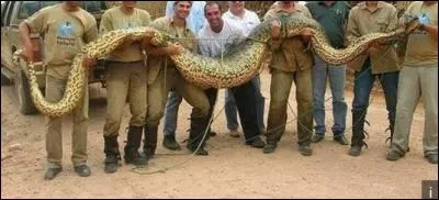 Le serpent le plus grand du monde est l'anaconda vert.