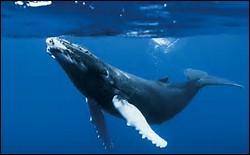 Quiz Animaux